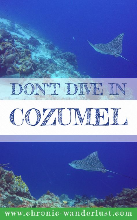 Diving in Cozumel is out of this world - when you start diving here you will never want to dive anywhere else! Sea Photography, Central America Travel, Travel Mexico, The Tribe, Get Outdoors, Amazing Pictures, Cozumel, Mexico Travel, Riviera Maya