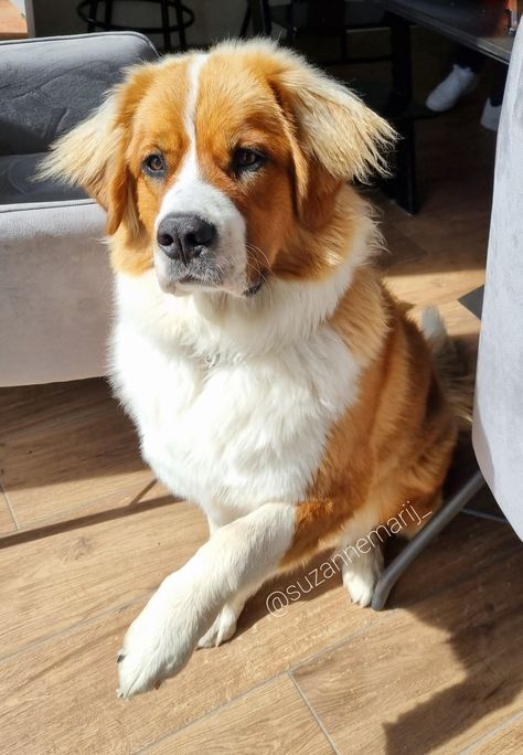 Rosa is a mix between a St Bernard x Bernese Mountain dog. 

Sint Bernard x Berner Sennen Bernese Mix Dogs, Saint Bernese, St Bernese, Golden Mountain Dog, Saint Bernard Mix, St Bernard Mix, Bernese Mountain Dog Mix, Bernese Dog, St Bernard Puppy