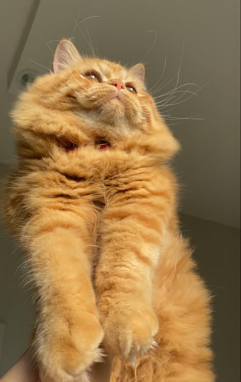 Orange Cat Photography, Fluffy Orange Cat Aesthetic, Orange Tabby Cats Aesthetic, Ginger Cats Aesthetic, Orange Cats Aesthetic, Ginger Persian Cat, Orange Persian Cat, Wallpaper Rap, Orange Kittens