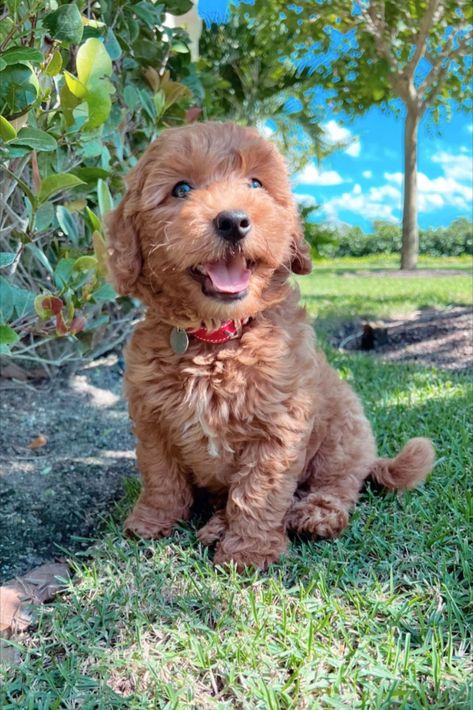 Mini Dotson Puppies, Miniture Golden Doodles, Brown Golden Doodle Puppy, Cute Mini Goldendoodle Puppy, Mini Goodlendoodle Puppy, Mini Golden Doodle Haircut Teddy Bears, Micro Mini Golden Doodle, Cute Golden Doodle Puppies, Preppy Golden Doodle