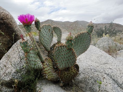 Beavertail Cactus, Opuntia Basilaris, Desert Cactus, Cactus Plants, Cool Pictures, Cactus, Plants, Flowers