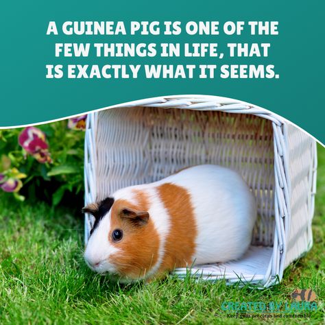 What's your favorite thing about having a guinea pig? 🤗 👉 Comment below! Female Guinea Pigs, Guinea Pig Breeding, Diy Guinea Pig Cage, Soul Magic, Baby Guinea Pigs, Cute Guinea Pigs, Guinea Pig Cage, Rodents, Dog Houses