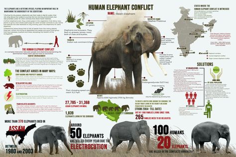 A poster fold infographic brochure has been designed to orient the targeted population about the number of human elephant causalities, arising as a consequence of the conflict. Informing the targeted population about the preventive measures and solutions, to curb the menace. Elephant Anatomy, Infographic Brochure, Types Of Elephants, Elephant Information, Zoo Signage, Social Awareness Campaign, All About Elephants, Scientific Poster, Animals Information