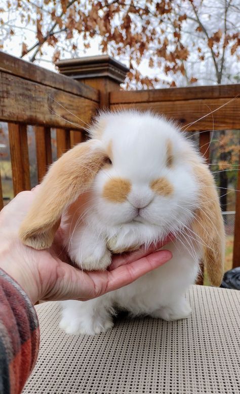 Bred by Storybook Bunnies French Lop Bunny, Fuzzy Lop Bunny, White Holland Lop Bunny, Grey Holland Lop Bunny, French Lop, Cute Floppy Eared Bunny, Diy Bunny Toys, Harlequin Rabbit Lop, Cute Bunny Pictures