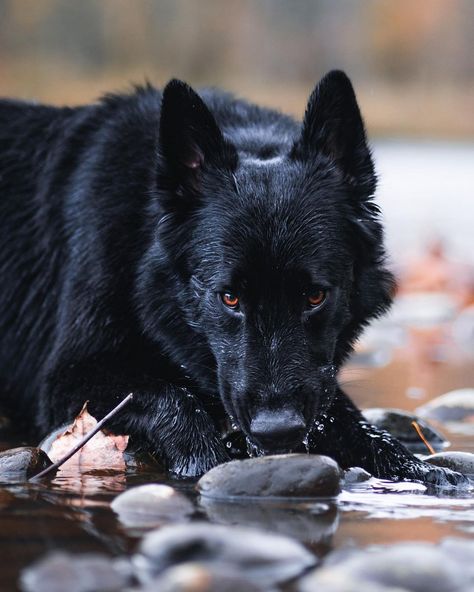 Blue German Shepherd, German Shepherd Photography, Black German Shepherd Dog, Big Cats Photography, Doberman Love, Scary Dogs, Golden Puppy, Black German Shepherd