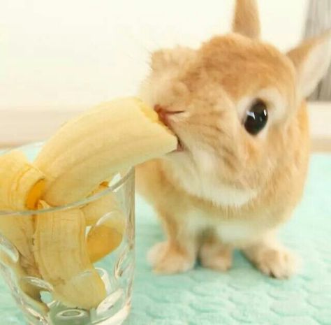 Conejo comiendo plátano. Bunny Eating Banana, Bunnies Eating, Bunny Eating, Healthy Board, Adorable Bunnies, Cute Banana, Rabbit Eating, Fluffy Bunny