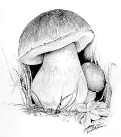 Porcini -- Click for larger image Informative including recipes Cast Shadow, Easy Pencil Drawing, Pencil Drawings Of Animals, Little Mushroom, Mushroom Drawing, Pen Art Drawings, Pencil Drawings Easy, Still Life Drawing, Mushroom Art