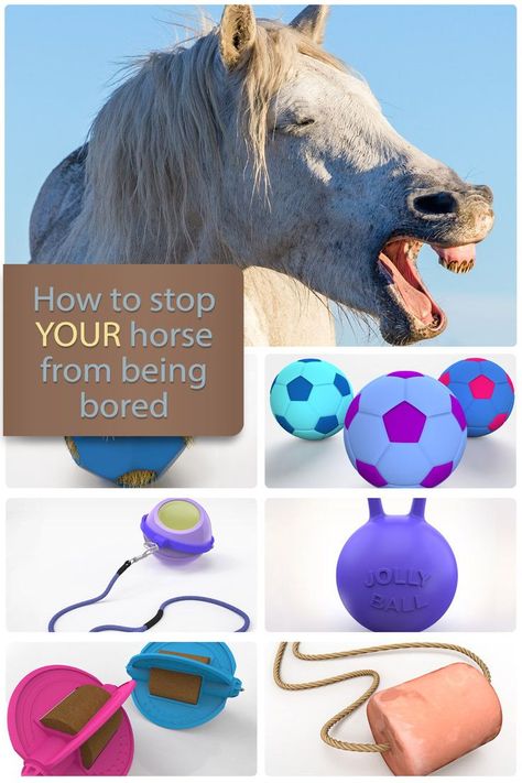 Horse Stall Toys Diy, Horse Stall Accessories, Diy Toys For Horses, Enrichment For Horses, Horse Stall Toys, Horse Toys For Horses, Equine Enrichment, Horse Enrichment, Pet Enrichment