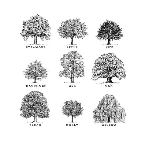 Oak Tree Drawings, Tree Tat, Types Of Trees, Oak Tree Tattoo, Sycamore Tree, Tree Sketches, Geniale Tattoos, E Tattoo, Tree Illustration