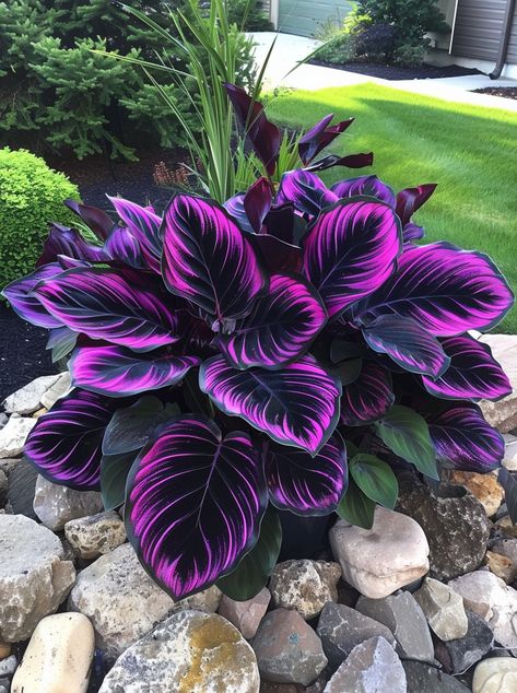 Botanic Bliss - Calathea couture: nature’s high fashion! #leaf #plants #garden #decoration | Facebook Calathea Couture Purple, Calathea Couture, Halloween Plants, Beautiful Houseplants, Dark Purple Roses, Summer Gardens, Front Yard Decor, Plant Care Houseplant, Garden Hacks