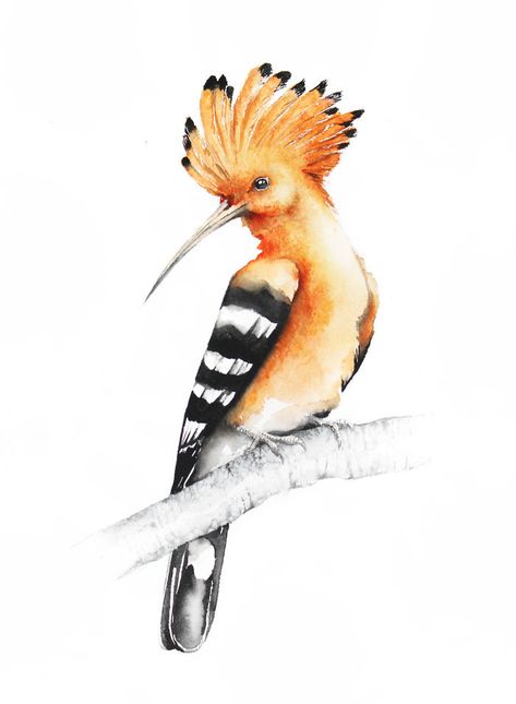 Hoopoe Bird Watercolor Paintings, Flying Birds, Bird Artwork, Bird Supplies, 수채화 그림, Bird Drawings, Bird Illustration, Watercolor Bird, Birds Flying