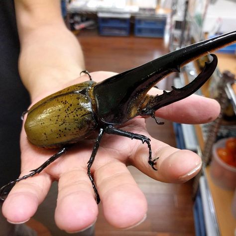 Pet Insects, Japanese Beetle, Rhinoceros Beetle, Rhino Beetle, Pill Bug, Samurai Helmet, Cool Bugs, Stag Beetle, Beetle Bug