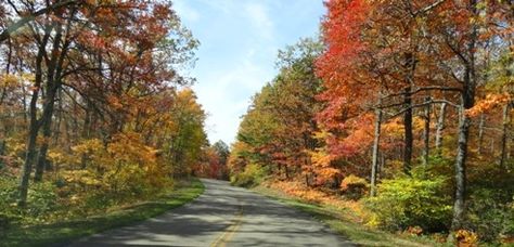 Fall foliage along the back roads of East Texas Side Road, Tyler Texas, Dogwood Trees, East Texas, Scenic Byway, Roadside Attractions, Back Road, Fabulous Fall, Nature Trail