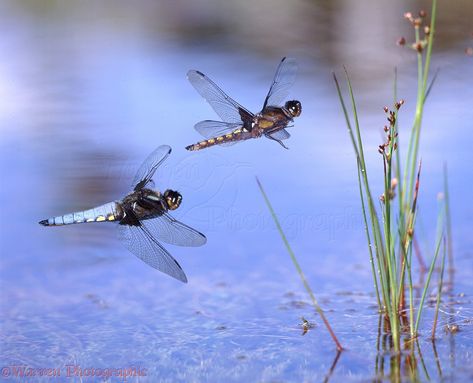 In Flight Photography, Dragonfly Quotes, Dragonfly Photos, Dragonfly Painting, Dark Paintings, Dragon Flies, Dragonfly Dreams, Pond Life, Spring Wildflowers