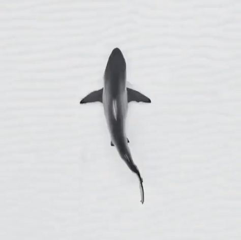 Great White Shark From Above, Shark From Above, Fish Sketch, Shark Photos, Shark Tattoos, White Sharks, Great White Shark, Great White, Minimal Tattoo