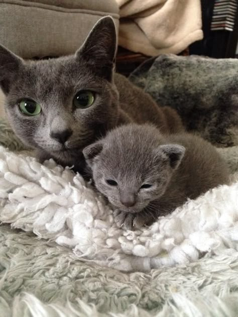 Mother and kitten Nebelung, Beautiful Cats Pictures, Grey Kitten, Russian Blue Cat, Gray Cat, Kitten For Sale, Blue Cat, Cute Cat Gif, Cats Kittens