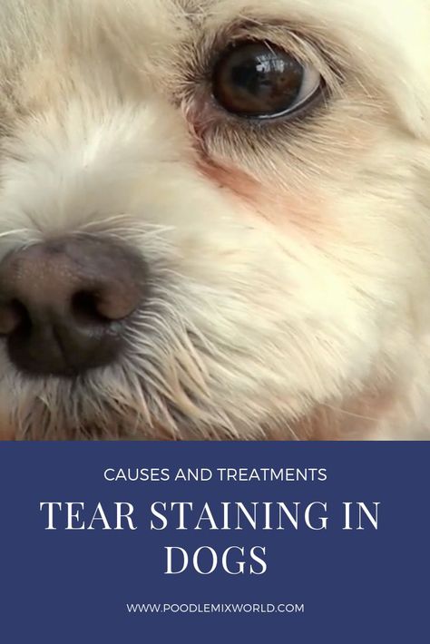 Eyes Watering, Mini Poodles, Dog Health Care, Eyes Problems, Poodle Mix, Tear Stains, Dog Eyes, Puppy Eyes, White Dogs