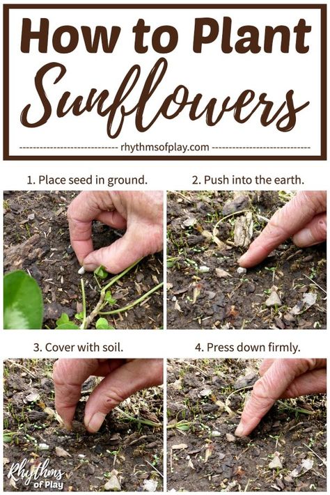 Growing Sunflowers From Seed, When To Plant Sunflowers, Planting Sunflower Seeds, Beginning Gardening, Plant Sunflowers, Sunflower House, Outdoor Playhouse, Growing Sunflowers, Planting Sunflowers