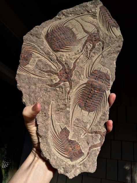 Cool Fossils, Fossil Art, Fossil Hunting, Fossil Bones, Rocks And Fossils, Trilobite Fossil, Geology Rocks, Paleo Art, Extinct Animals