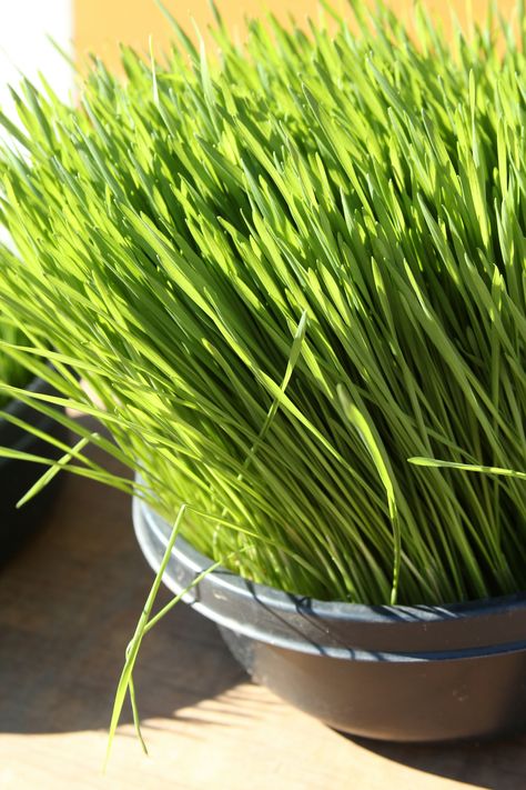 Union Square Grassman | Wheat Grass vendor from New York city. www.unionsquaregrassman.com sells wheat grass of variety of all sizes, also sells shots of clean and healthy wheat grass for a pick me up. #unionsquare #nyc #drinktohealth #wheatgrass Wheat Grass, Union Square, Wheat, York City, New York City, Herbs, New York, Square, Plants