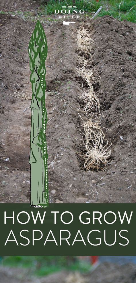 Asparagus Growing, Planting Asparagus, Plant Asparagus, Grow Asparagus, Edible Weeds, Sustainable Homestead, Growing Asparagus, Asparagus Plant, Growing Garden