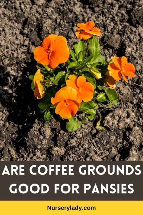 Pansy Coffee Grounds Benefits -
Using Coffee Grounds on Pansies -
Pansy Gardening with Coffee Grounds -
Coffee Grounds for Pansy Care -
Pansy Soil Enrichment with Coffee Grounds -
Pansy Coffee Grounds Fertilizer -
Pansy Coffee Grounds Composting -
Pansy Coffee Grounds Mulch -
Pansy Coffee Grounds Application -
Pansy Coffee Grounds Dosage -
Pansy Coffee Grounds Risks -
Pansy Coffee Grounds Precautions -
Pansy Coffee Grounds Tips -
Pansy Coffee Grounds Advice -
Viola Coffee Grounds Usage - Uses For Coffee Grounds, Flowering Plants, Garden Care, Coffee Grounds, Pansies, Gardening Tips, Planting Flowers, The Secret, Benefits