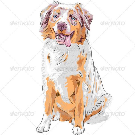 Red Australian Shepherd Dog .      Dog Red Australian Shepherd breed (Aussie or little blue dog)  	 More dogs of different breeds for you:  	         	                       Created: 6 February 14                    Graphics Files Included:   JPG Image, Vector EPS                   Layered:   No                   Minimum Adobe CS Version:   CS             Tags      animal, aussie, australian, breed, canine, companion, cute, dog, doggie, doggish, doggy, drawing, illustration, laughing, little blu Red Australian Shepherd, Australian Shepherd Training, Dog Sketches, Mini Australian Shepherd, Australian Shepherd Blue Merle, Aussie Shepherd, Australian Shepherd Puppy, Dog Red, Australian Shepherd Puppies