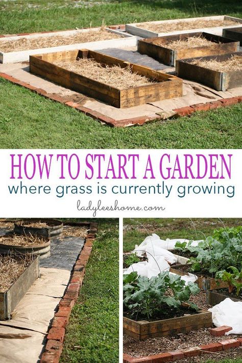 Do you want to turn your lawn into a productive vegetable garden? Let me show you how you can easily do that in five simple steps. Here is how to start a garden where grass is currently growing! #vegetablegarden #howtostartagarden #turnyourlawntogarden #organicgardening #gardeningforbeginners #growyourownfood Start A Garden, Garden Growing, Organic Vegetable Garden, Survival Gardening, Meteor Garden 2018, Magic Garden, Starting A Garden, Home Vegetable Garden, Vegetable Garden Design