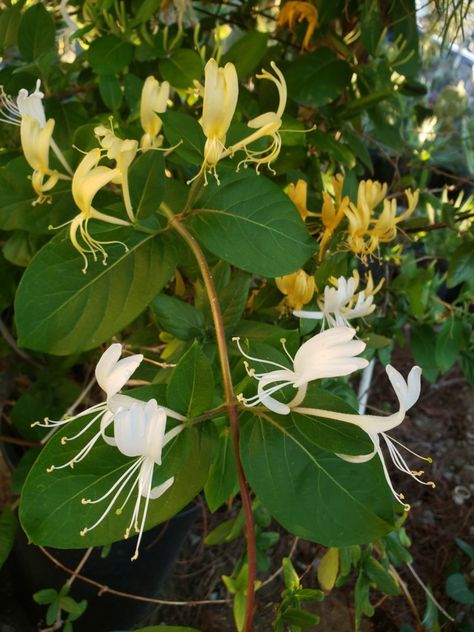 Honeysuckle Vine. Aromatic and beautiful white flowers to turn yellow. White Honeysuckle, Honeysuckle Tattoo, Beautiful White Flowers, Tattoo White, Honeysuckle Vine, Vine Tattoo, Honeysuckle Flower, Vine Tattoos, Tea Dress