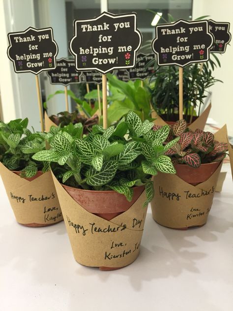 Small Plants Gift Ideas, Teachers Day Hamper Ideas, Teacher Gifts Plants, Small Gifts For Teachers Appreciation, Potted Plant Gift Ideas, Teacher Hamper Ideas, Plant Gift For Teacher, Plant Present Ideas, Plant Teacher Gift