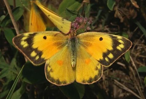 Sulphur Butterfly, Oregon Caves, Lassen Volcanic, Lassen Volcanic National Park, Crater Lake National Park, National Park Service, National Monuments, Beautiful Butterflies, Ecology