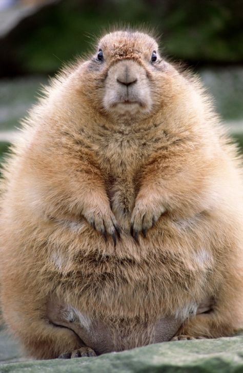 Community Post: 10 Cutest Groundhog Pictures Groundhog Pictures, Fat Animals, Punxsutawney Phil, Happy Groundhog Day, Prairie Dog, Groundhog Day, Silly Animals, Wildlife Nature, 귀여운 동물