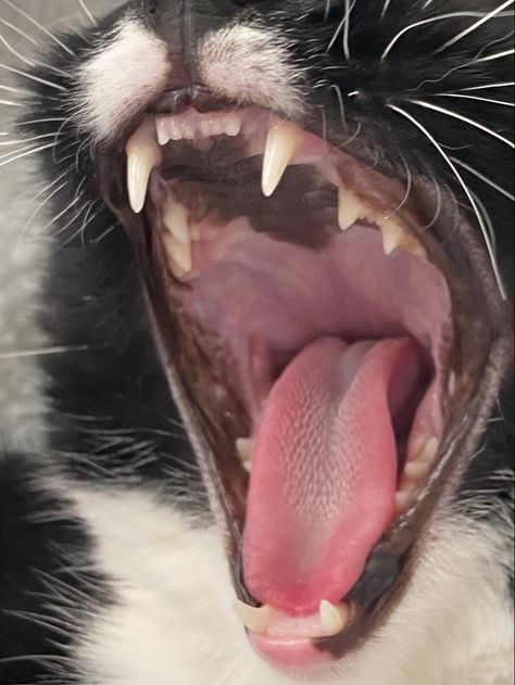 The mouth of a black and white cat. The cat is yawning so we can see into their pink mouth: the tongue is covered in spikes, there are two front fangs and between them are tiny teeth. The cats whiskers are white. Cat Teeth Reference, Cat Teeth Drawing Reference, Cat Mouth Reference, Teeth Reference Photos, Cat Teeth Drawing, Cat Open Mouth, Cat Facial Expressions, Cai Characters, Meat Flowers