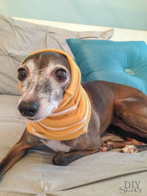 DIY small dog snood/infinity scarf tutorial (no sew) @diyshowoff #italiangreyhound #diy #pets Diy Dog Clothes, Greyhound Clothes, Infinity Scarf Tutorial, Snood Pattern, Dog Sewing, Fleece Dog Coat, Dog Snood, Cavalier Puppy, Diy Shows