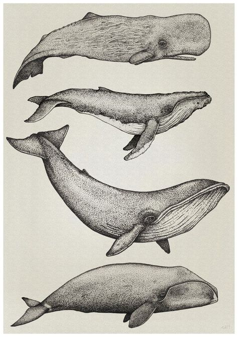 Whale Sketch, Nathan Miller, Whale Drawing, Whale Illustration, Whale Tattoos, Whale Art, Desenho Tattoo, Scientific Illustration, Stippling