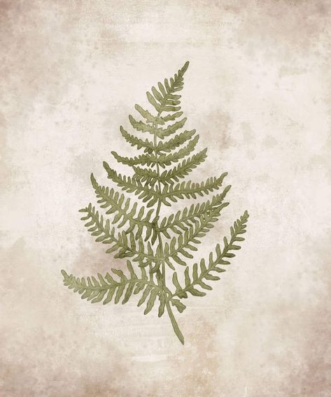 Vintage antique inspired fern illustration by Hayley Purdy Illustration   Natural history academia goblincore aesthetic flora Fern Illustration, Goblincore Aesthetic, Antique Inspiration, Natural History, Botany, Vintage Illustration, Fern, Nature Art, Block Print