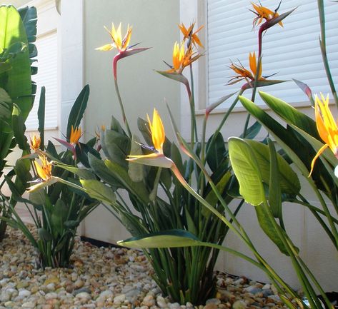 Bird Of Paradise Plant Outdoor Landscape, Bird Of Paradise Landscaping, Front Yard Flowers, Tropical Garden Ideas, Strelitzia Reginae, Birds Of Paradise Plant, Bird Of Paradise Plant, Paradise Plant, Waterwise Garden