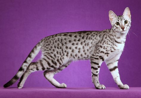 Mau Cat, Cats In Ancient Egypt, Cat Poses, Burmilla, Egyptian Cats, Egyptian Mau, Cat Anatomy, Frida Art, Majestic Creatures