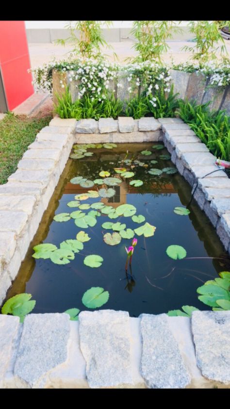 Lotus Pond Garden At Home, Lotus Pond At Home, Lotus Plant At Home, Lotus Pond Garden, Social Garden, Flower Stall, Mini Pond, Spiritual Garden, Lotus Garden