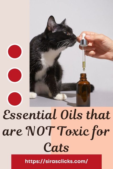 Essential Oils For Cats Calming, Essential Oils And Cats, Essential Oils Toxic To Cats, Essential Oils For Cats Fleas, Essential Oils Safe For Dogs And Cats, Purification Essential Oil Young Living, Essential Oils Safe For Cats, Essential Oils For Cats, Cat Skin Problems