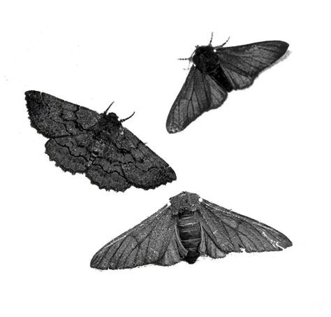 jorgerocha78:  “ Unknown (transparent)  ” Png Images For Editing, Grunge Png, Dark Fairycore, Arte Grunge, Dark Wings, Moth Art, Minimalist Icons, Image Paper, Png Aesthetic