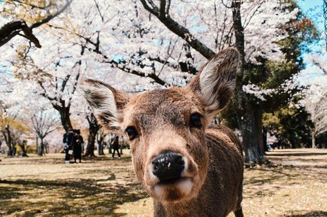 A complete guide about the incredible Nara Deer Park. Find out everything you need to know when visiting Japan's cutest city. #japan #nara #deer Japan Bucket List, Japan Cherry Blossom, Nara Japan, Japan Itinerary, Deer Park, Foto Tips, Visit Japan, Solo Female Travel, Hiroshima