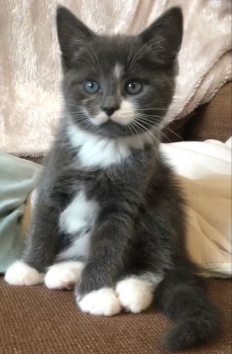 8 Week Old Kitten, Gray And White Kitten, Grey And White Kitten, Cute Puppies And Kittens, Grey Kitten, White Kitten, Cute Cats Photos, White Kittens, Cute Animals Images