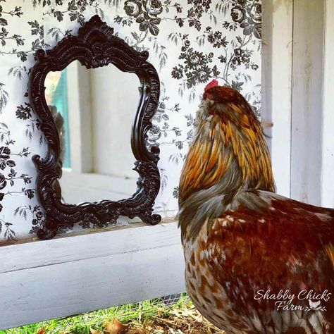 20 Chicken Coop, Fancy Chicken Coop, Inside Chicken Coop, Cute Chicken Coops, Chicken Coop Garden, Chicken Coop Decor, Chicken Barn, Chicken Keeping, Fancy Chickens