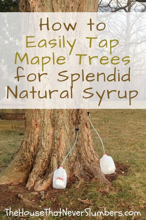 How to Easily Tap Maple Trees for Splendid Natural Syrup | The House That Never Slumbers Tapping Maple Trees, Maple Trees, Survival Food, Maple Tree, Survival Prepping, Outdoor Survival, Survival Tips, Survival Kit, Emergency Preparedness