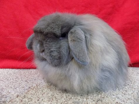 American Fuzzy Lop Rabbit: Facts, Care Sheet, & Pictures Fuzzy Lop Bunny, Bunny Tips, American Fuzzy Lop, Rabbit Facts, Holland Lop Bunnies, Lop Bunny, Pet Information, Lop Rabbit, Fluffy Rabbit