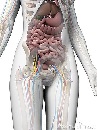 Intestines Anatomy, Human Anatomy Picture, Human Body Diagram, Human Anatomy Female, Anatomy Education, Anatomy Illustration, Create Aesthetic, Human Body Organs, Human Body Facts