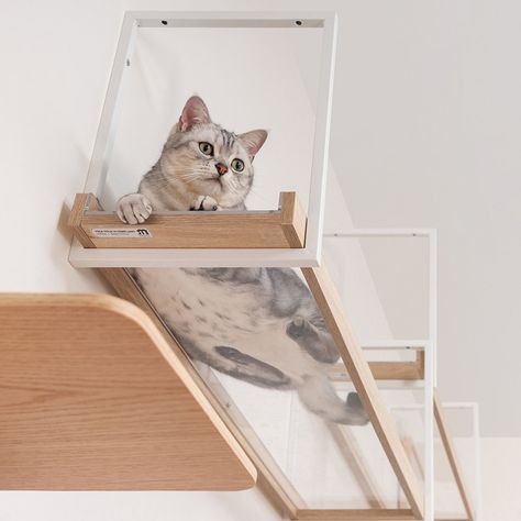 Cat Wall Jungle Gym, Cat Activity Wall, Cat Home Ideas Indoor, Diy Cat Wall Ideas, Wall Cat Tree, Floating Cat Shelves, Cat Apartment, Cat Climbing Wall, Cat Furniture Design