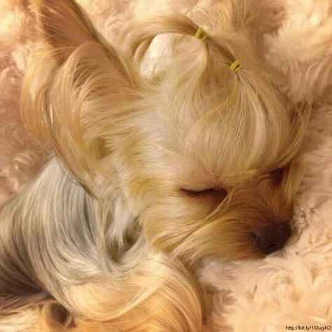 Yorkie Top Dog Breeds, Yorkshire Terriers, Yorkshire Terrier Puppies, Terrier Puppies, Yorkie Puppy, Lap Dogs, Dog Biting, Working Dogs, Little Dogs