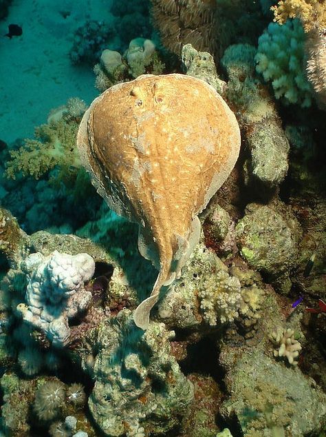 The Ocean Is Wonderful Electric Ray, Life Under The Sea, Under The Ocean, Beautiful Sea Creatures, Water Life, Aquatic Animals, Deep Blue Sea, Strange Things, Marine Mammals